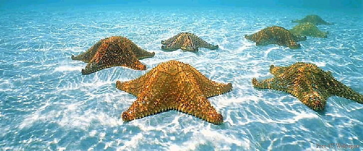 Melbourne Agency Nursing Jobs