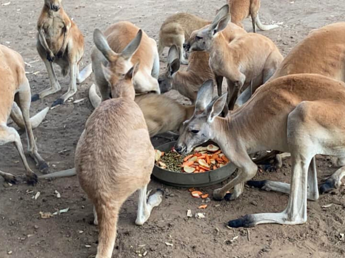 Nikole's Travel Nursing Adventure - The 'Accidental Lap' 4 - Healthcare Australia Volunteering Fitzroy Crossing R&R HCA