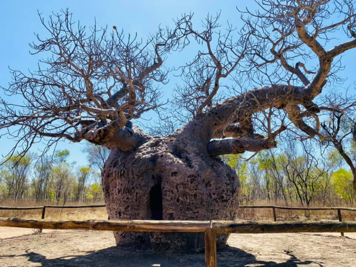 Nikole's Travel Nursing Adventure - The 'Accidental Lap' 5 - Healthcare Australia Boab Prison Tree Derby