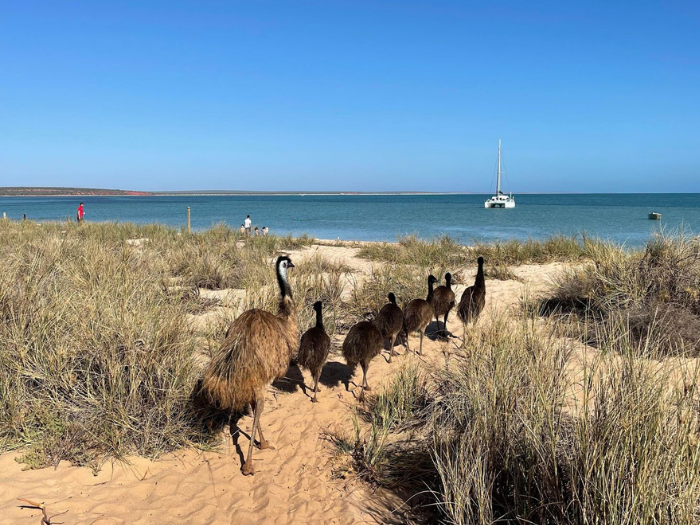 The Trans-Tasman Connection: The Fun of WA Nursing 3 - Healthcare Australia Coastal nursing opportunities WA
